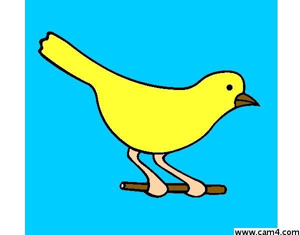 uccello4 Live Image